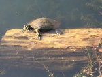 Turtle Back